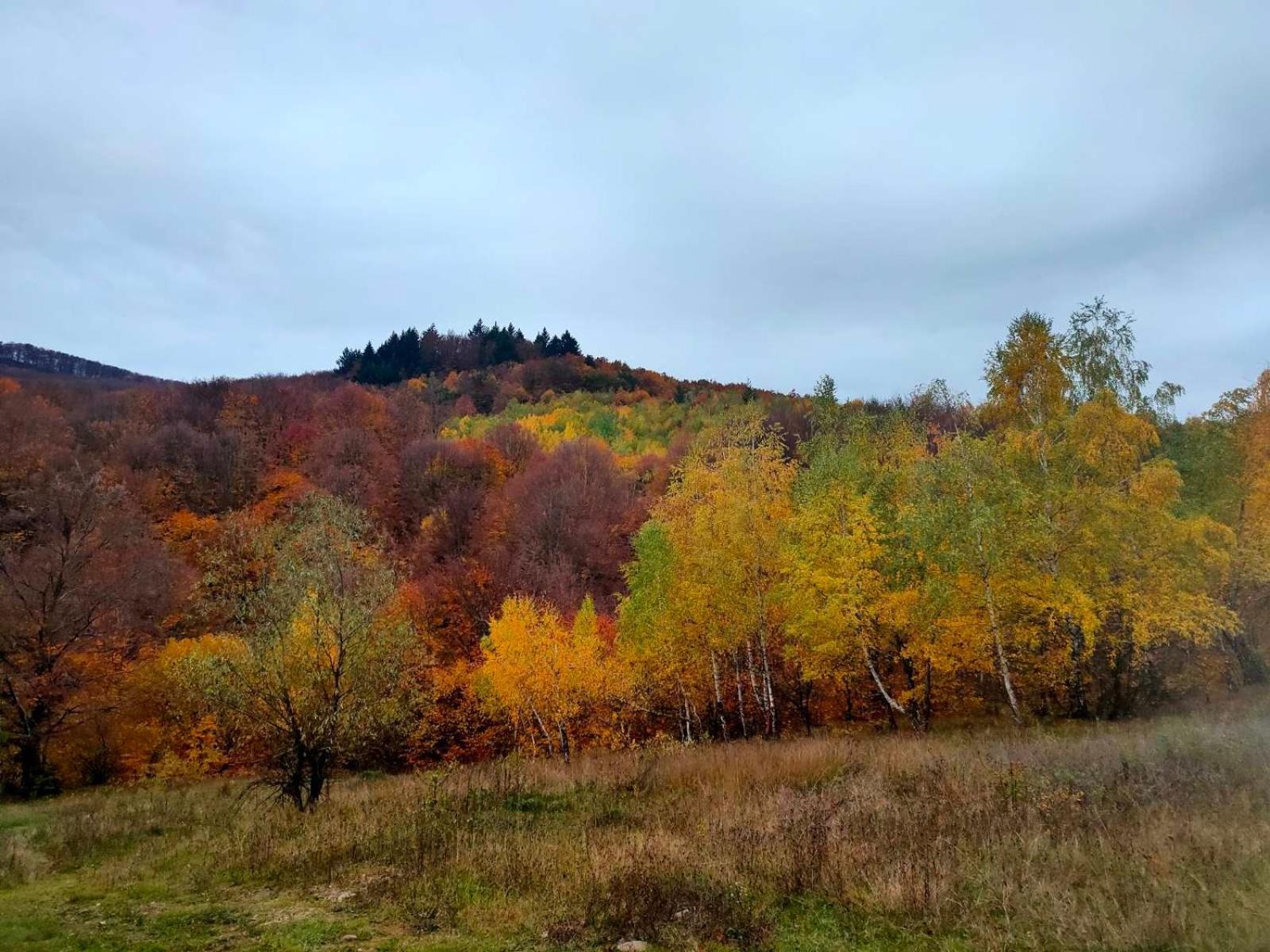 Соколів Камінь Novoselitsa  Exterior foto