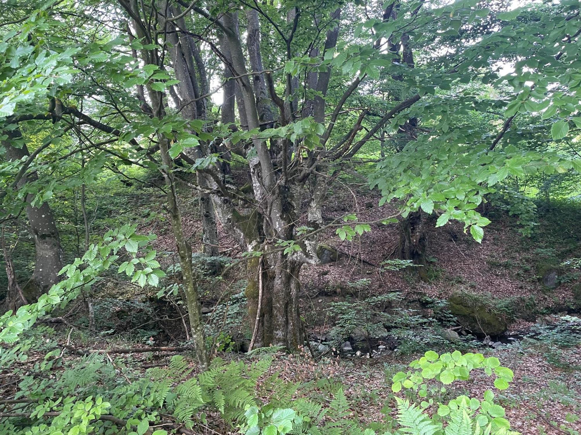 Соколів Камінь Novoselitsa  Exterior foto